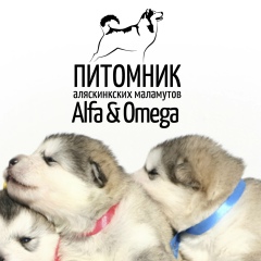 Альфа Омега, 09.03.1981, Алушта