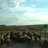 Daurenbek Orynbasarov, 10.03.1994, Актобе