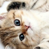 Александр Слащев, 15.07