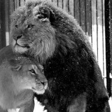 Руслан Султанов, 10.11.1991, Санкт-Петербург