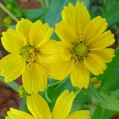 ထာရက္ စဲစ္စဲစ္, 19.01.1999