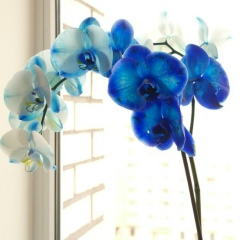 Кирилл Лифанов, 01.10.1980, Санкт-Петербург