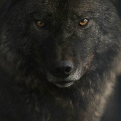 Александр Павлов, 02.04.1974, Санкт-Петербург