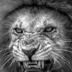 Рахман Веденский, 24.11