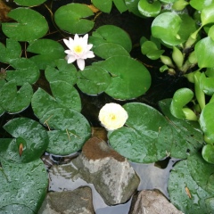 Татьяна Носенко, 28.07.1957, Ялта