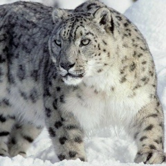 Алишер Турсын, 10.05, Астана