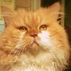 Кот Барсик, 01.06