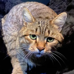 Halisa Hav, 05.08.1997, Грозный