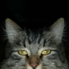 Альфред Низамов, Казань