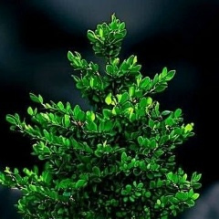 Камиль Мико, 23.11.1992