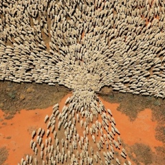 Дмитрий Шевцов