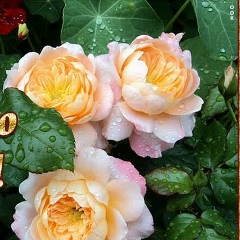 Toma Balaeva, 28.07.1988