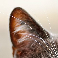 Анютка Житникова, 24.10, Подольск