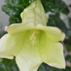 Аня Шаповалова, Харьков