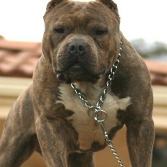 Денис Салгалов, 15.04.1982, Ленино