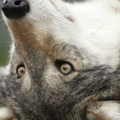 Александр Богданов, 09.07.1983, Санкт-Петербург