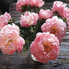 Dina Mustahanova, Тараз