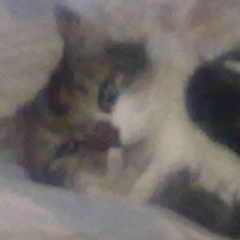 Виктория Андриенко, 01.02, Киев