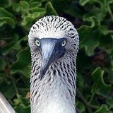 Игнат Шварц, 01.01, Новороссийск