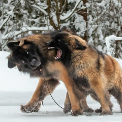 Елена Сергеева, 05.01, Бронницы