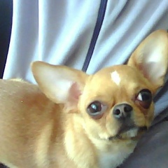 Диана Пшенникова, Мариуполь