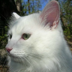 Dmitry Tolstenko, 04.05.1974