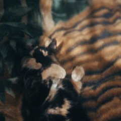 Мади Алиаскар, 29.01, Алматы