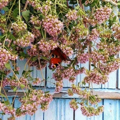 Наталья Минич, 05.02, Брест