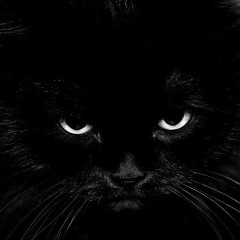 Alan Dzodzikoff, 27.08, Москва