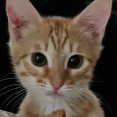 Денис Соколов, 18.12, Атырау