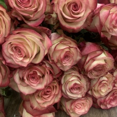 Abelita Abelova, 30.06, Москва