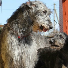 Эльдар Мамлеев, 22.08.1980, Алматы