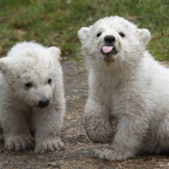 Михаил Локшин, 15.05