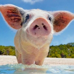 Ivan Sokolov, Москва