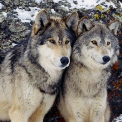 Максим Зайцев