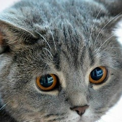 Абсолютно Русский, 28.09.1901, Москва