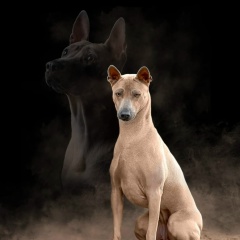 Хендлер Санкт-Петербург Петий Дарья, 04.01.1982, Санкт-Петербург