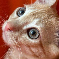 Галина Πолагина