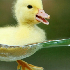 Юлия Ординат, 19.07.1983, Львов