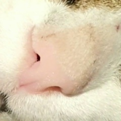 Олег Цой, Gwangju