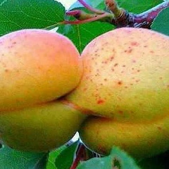 Куба Кубанычбек