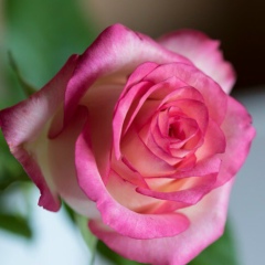 Салтанат Шакибаева, 24.11.1990, Кызылорда