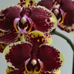 Нина Соколик, Черногорск