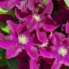 Евгения Коннова, Москва