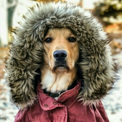 Алевтина Погребицкая