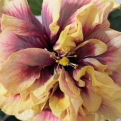 Елена Скобеева, 23.03.1960, Санкт-Петербург