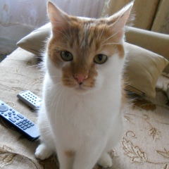 Никита Кодинцев, Санкт-Петербург