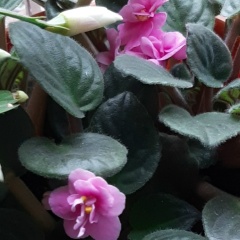 Алина Пронина, 13.01, Санкт-Петербург