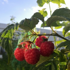 Татьяна Алексеева, Санкт-Петербург