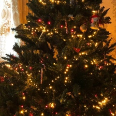 Рашад Юсифов, 15.11.1981, Санкт-Петербург